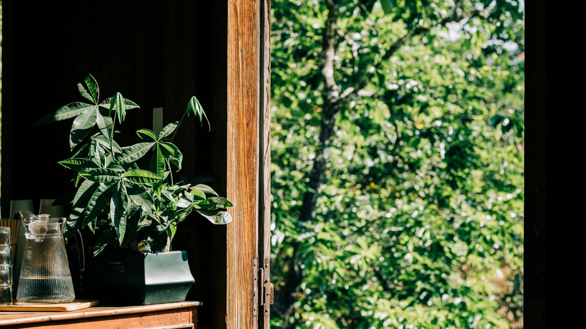La plante PACHIRA AQUATICA d'IKEA à 4,99 EUR : la touche green repérée en rayon cette semaine