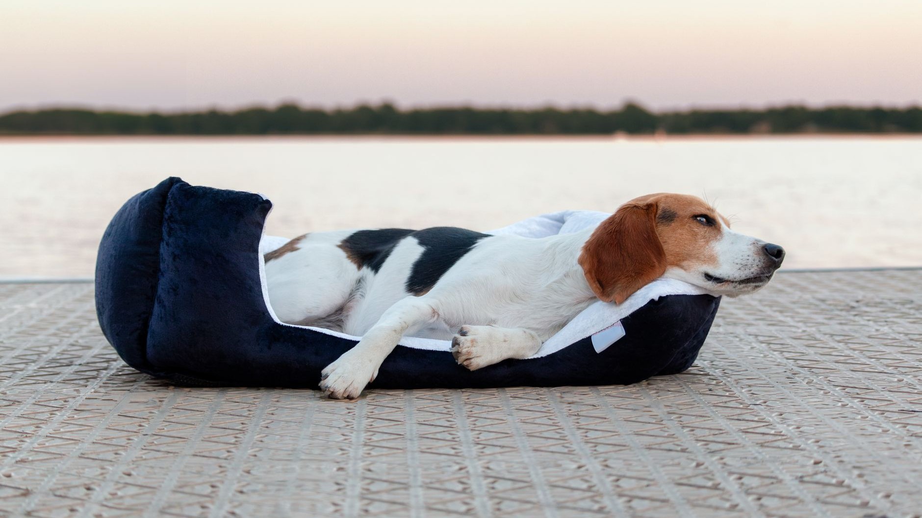 Panier pour chien noir A TOUTES PATTES à 5,99 EUR chez Stokomani : la trouvaille du rayon animalerie cette semaine